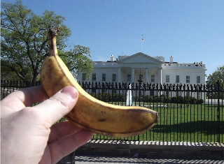 the white house